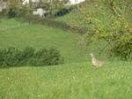FZ009261 Female common Pheasants (Phasisnus colchicus) in field.jpg